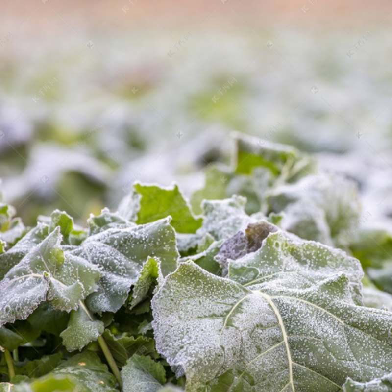 Katrampilan panggunaan lan pangopènan jaring anti-frost