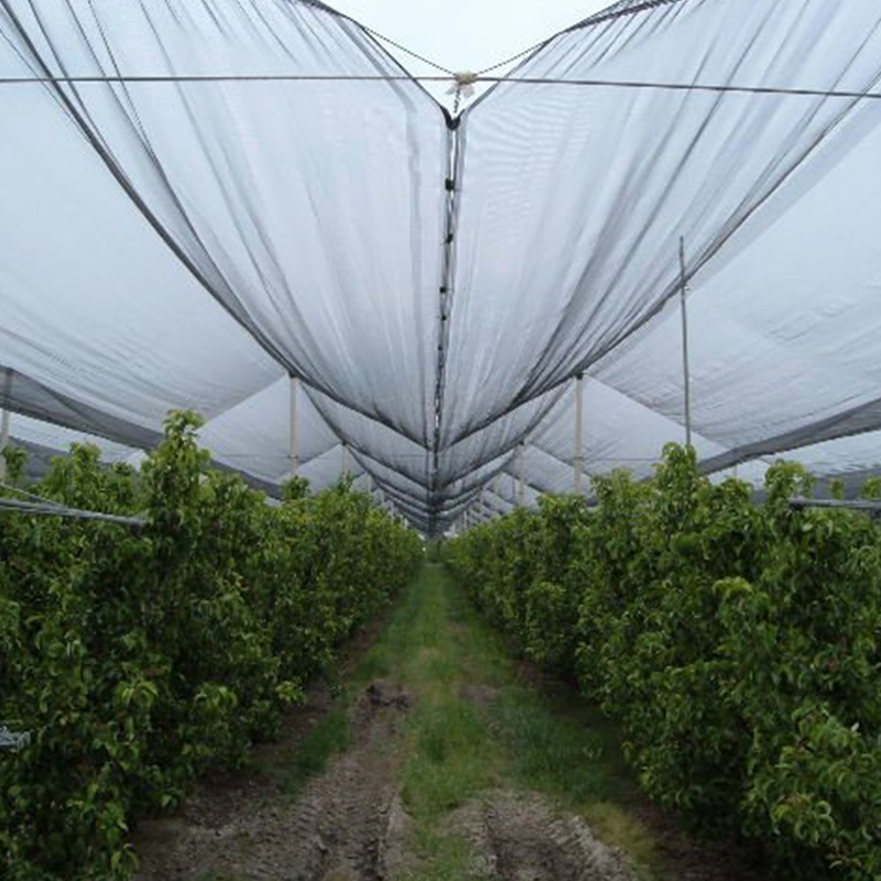 Petani golek pangayoman lan tambah asil karo HDPE anti-manuk netting