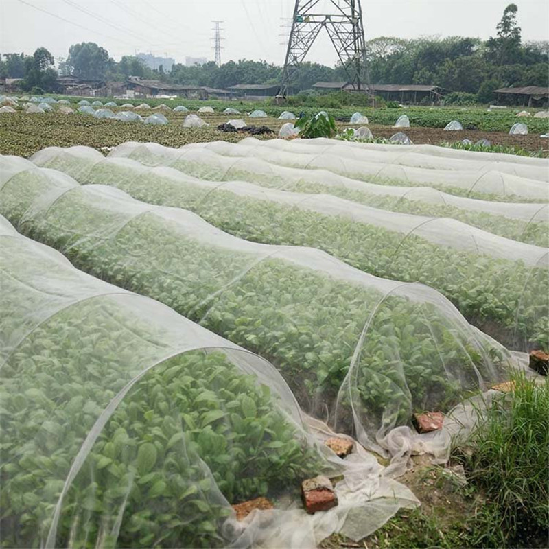 Kenapa jaring anti serangga kudu dipasang?