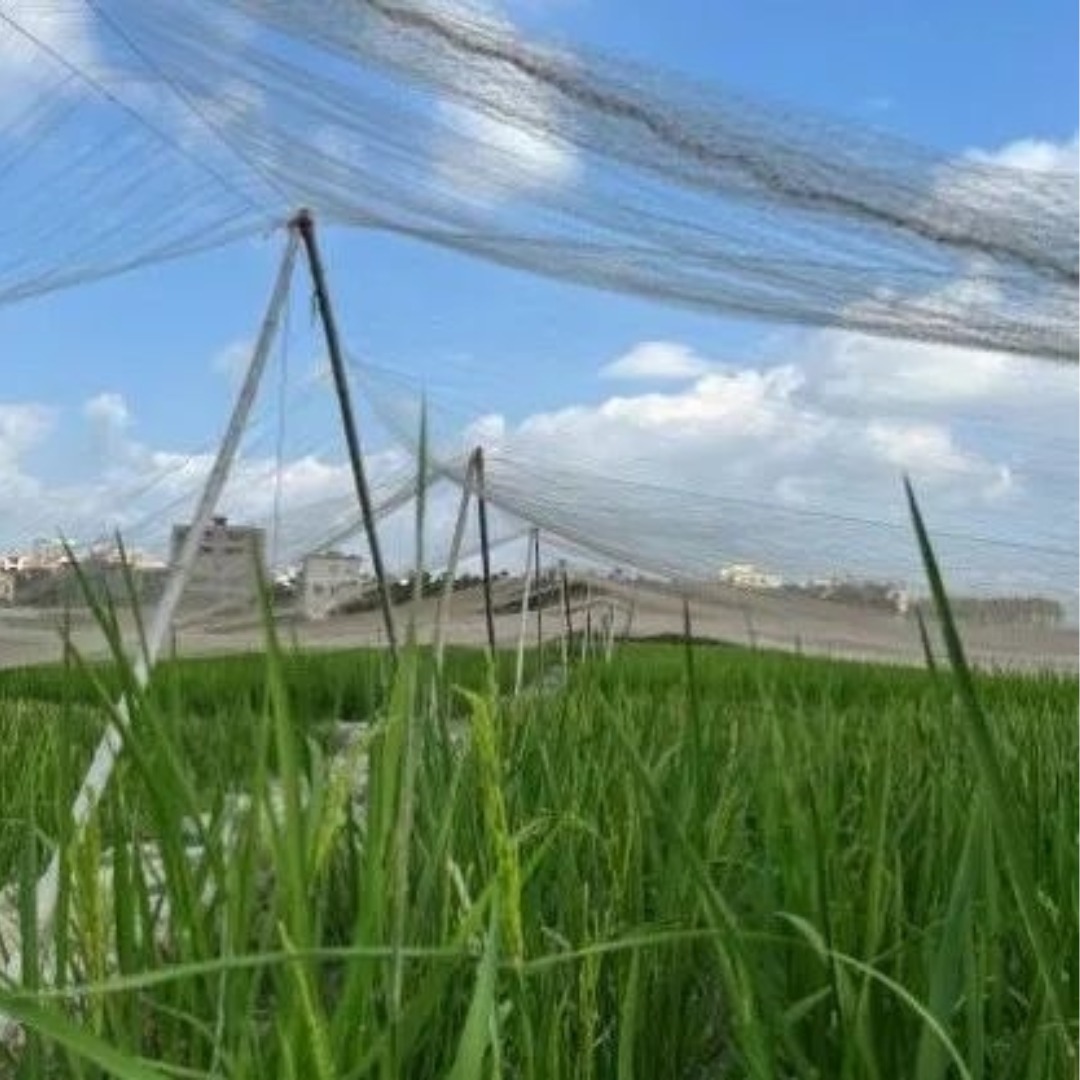 Jaring Anti Burung kanggo Sawah