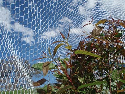 Apple Orchard Anti-manuk Net