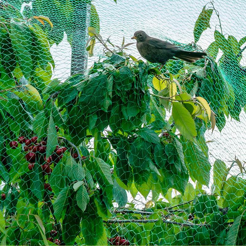 Jaring anti manuk kanggo nandur