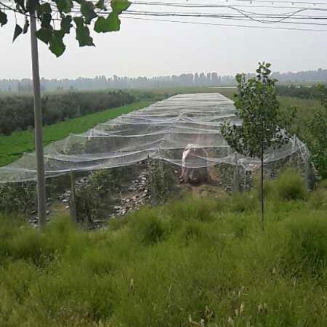 Jaring Burung Tanpa Knot